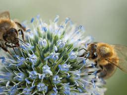 Bienen